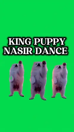 KING PUPPY
NASIR DAN