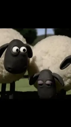 the sheep is shocked