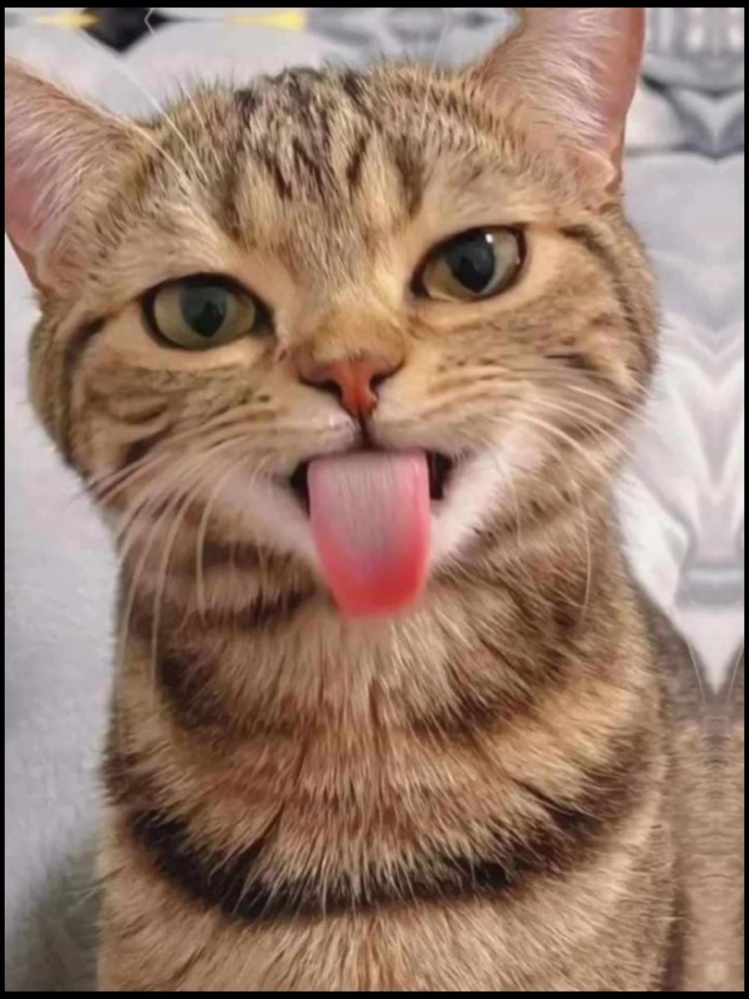 Kitty