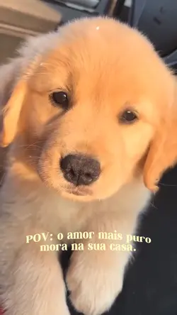 PET Amor ♥️