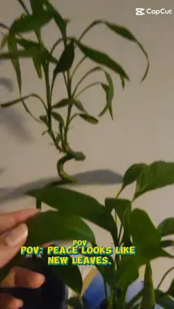 plant therapy