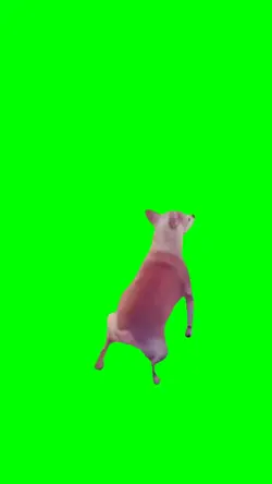 Dog Twerking