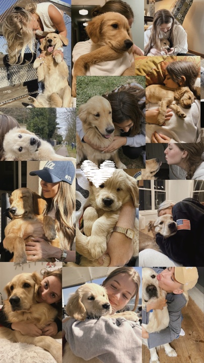 Mis mejores amigos de perros