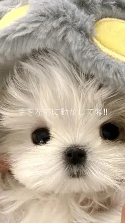かわいいテンプレ🐶