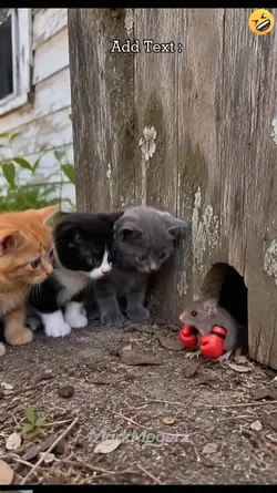 Funny Cat.