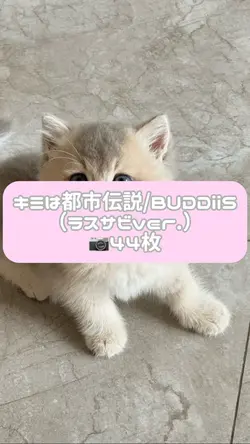 キミは都市伝説/BUDDiiS