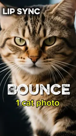 Bounce Cat