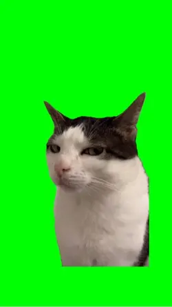 Cat side eyes