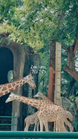 Zoo time 