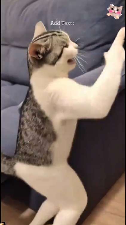 Gato engraçado