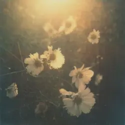 𖹭 ɑ᷐ׅ᪲Ɩᥣ ⴜ֟፝i︪︩րᧉ 