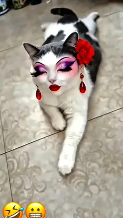 kucing cantik
