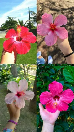 flowers collage 