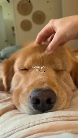 I love you my dog