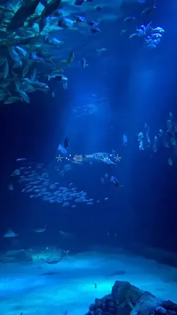 aquarium vlog