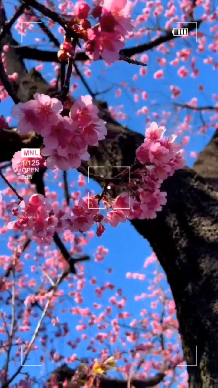 Kiraz Çiçeği🌺🌸