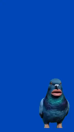 Funny Pegion 