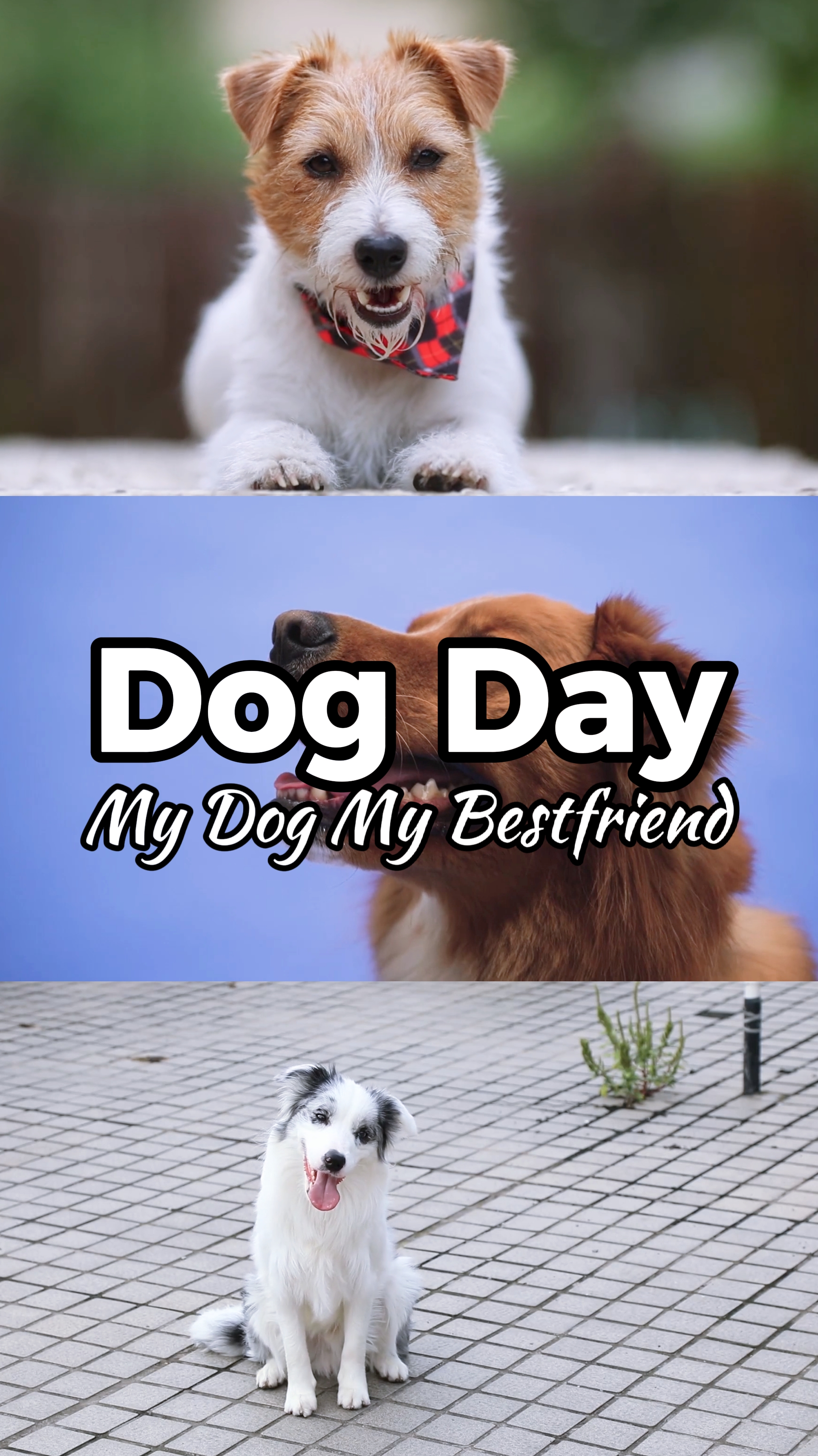 Dog Day