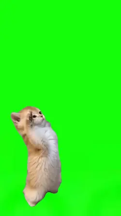 Kitty Salute