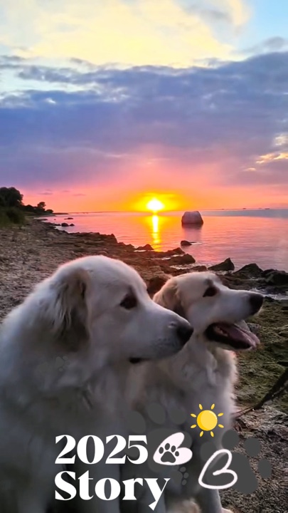 Dog Story 2025