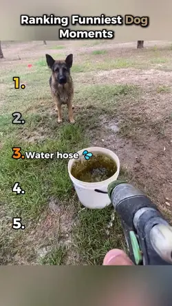 ranking dog moments