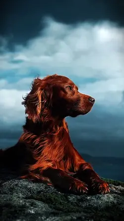 Aesthetic cinematic 