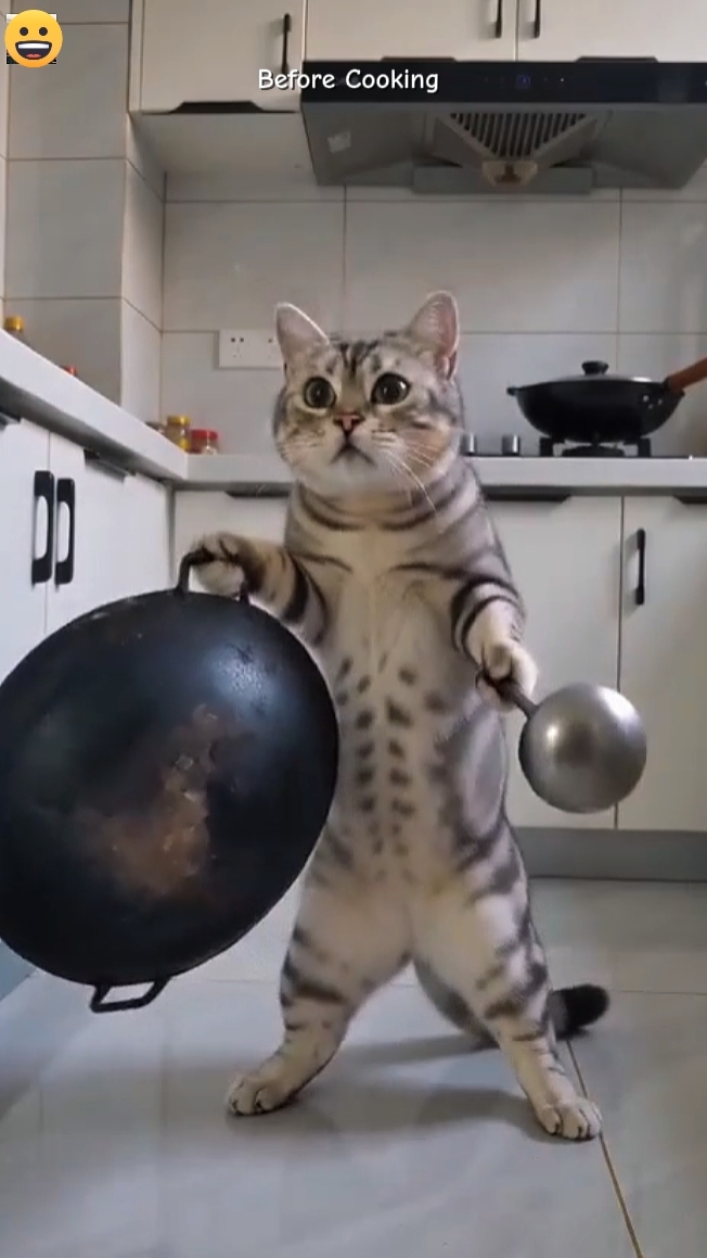 Kucing Lucu