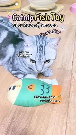 ของเล่นแมว 🐱