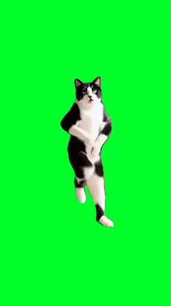 Dancing cat meme