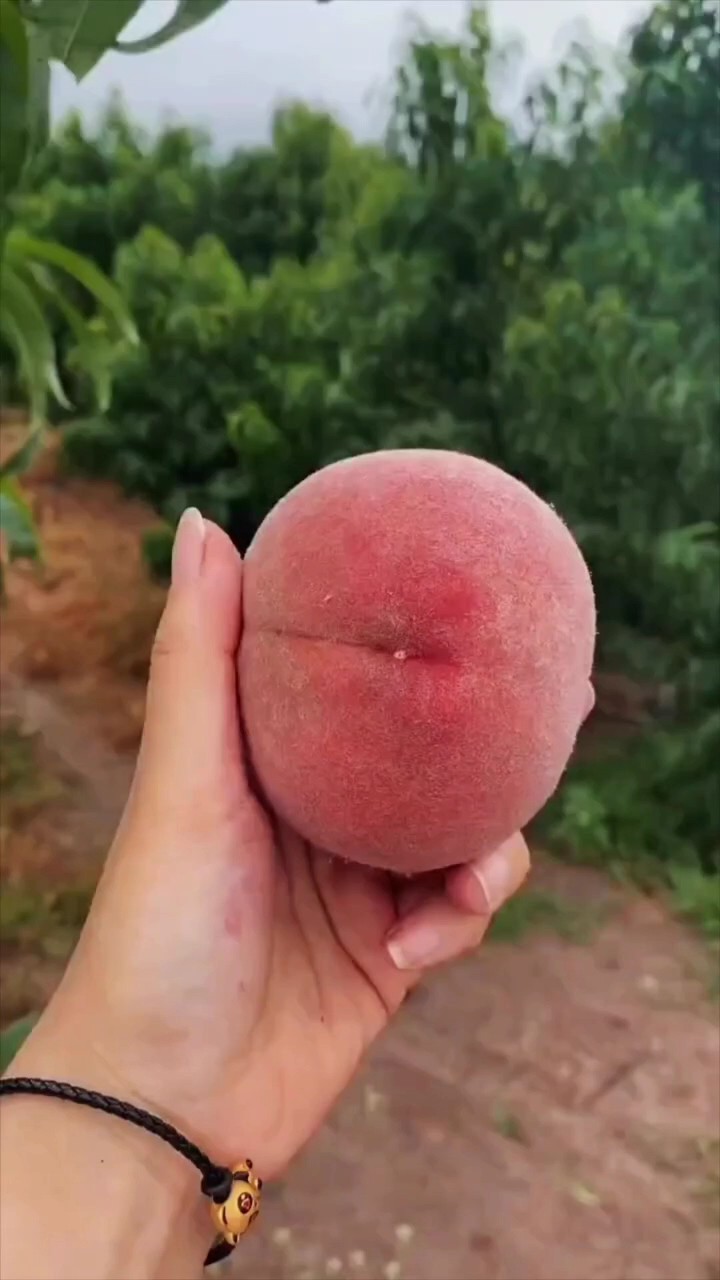 Pêche