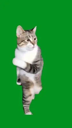 kung fu cat