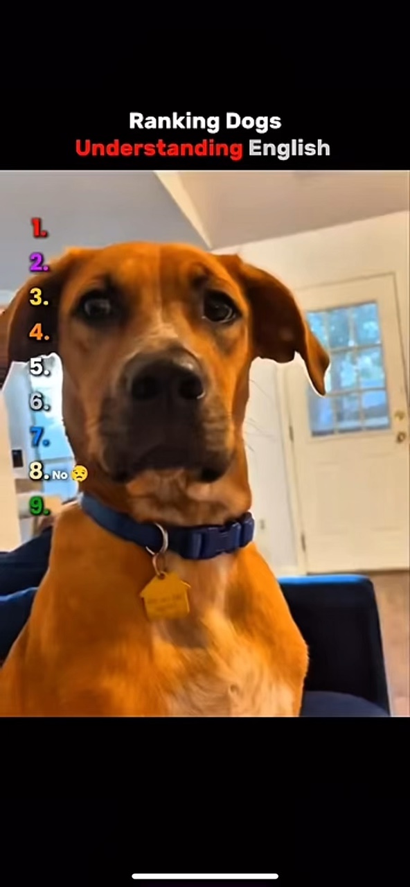 Lustige Hunde
