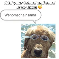 Wenomechain summer