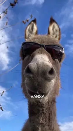 trend şablonn