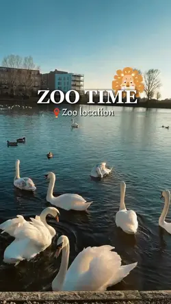 Zoo time