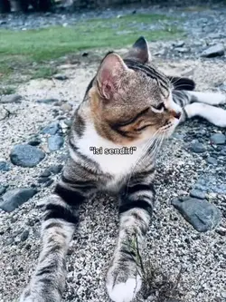 fotolive X kata kata