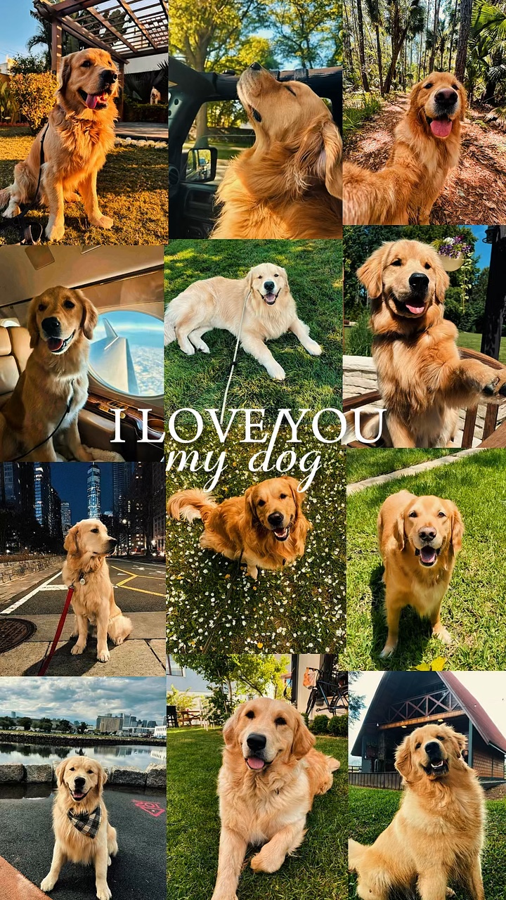 My dog ❤️‍🩹