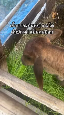 ป้อนหญ้าแน