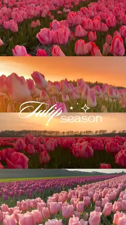 Tulip Season 🌷