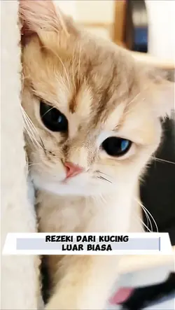 Rezeki Dari Kucing 
