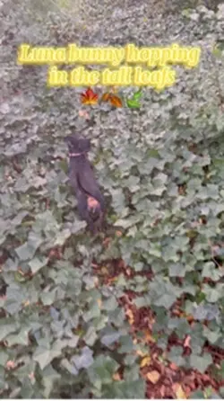 Bunny or Doxie?🐶🐇