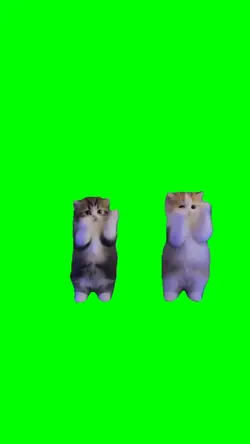dancing kittens