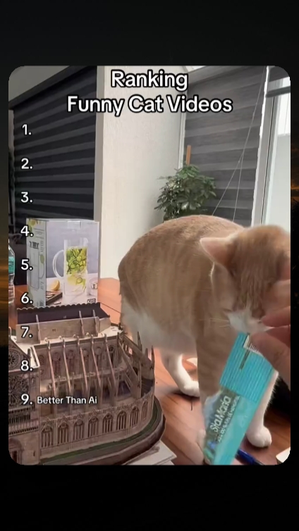 vidéos drôles de chats 