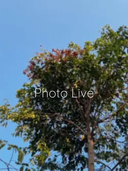 1 vd photo live