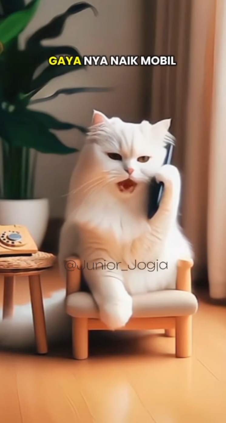 kucing lucu