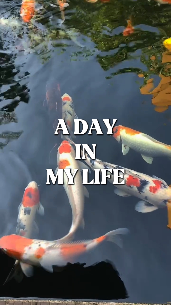 A DAY IN MY LIFE