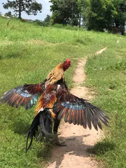 1รูปไก่ชน