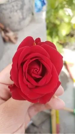 پەپولە🦋