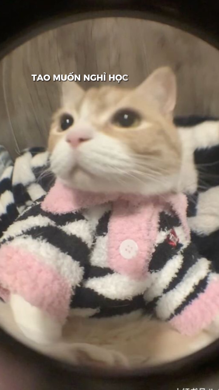 Tao muốn nghỉ học