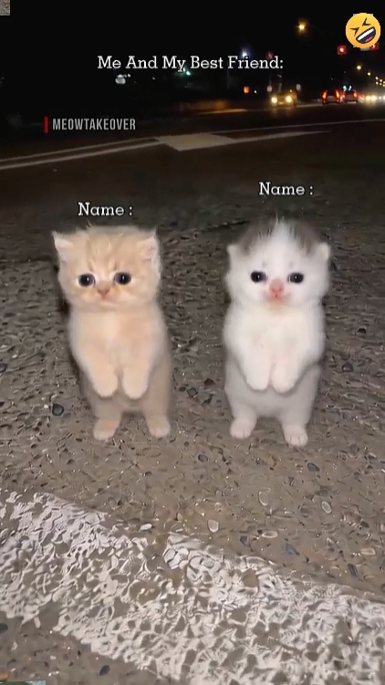 Süße Katze. 